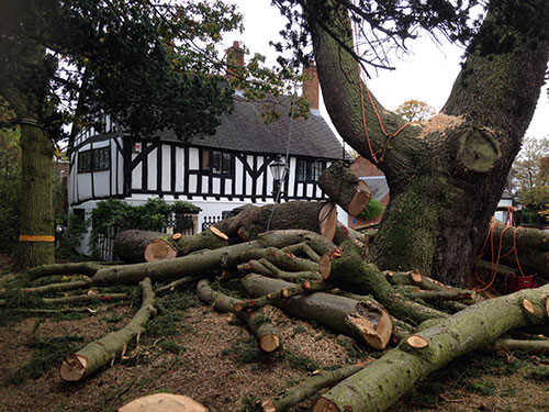 Expert Tree Surgeons Hinckley, Leicestershire