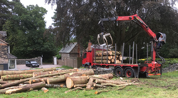 Site Clearance - Tree Felling & Lumber Removal